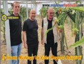 İş İnsanı Mudanya'da Ejder Meyvesi Yetiştirdi